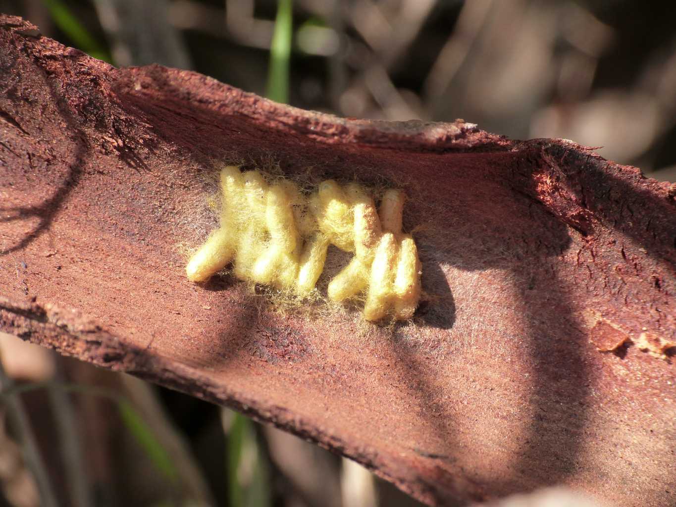 Bozzoli di Braconidae? Probabile Apanteles sp.